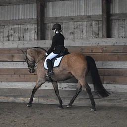 Dressage Clinic & Ride Review with "L" judge Kathryn Hitzig Sutton