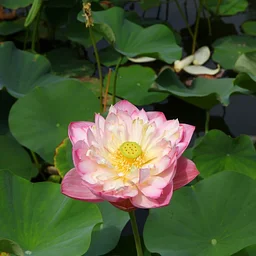 Plant Tour: The Lotus of Lan Su