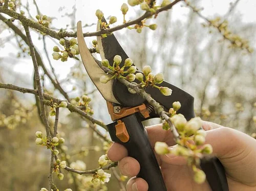 Spring Pruning