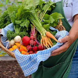 Wednesday Market