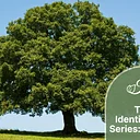 Tree Identification Series:  Part 1 Summer Tree ID 
