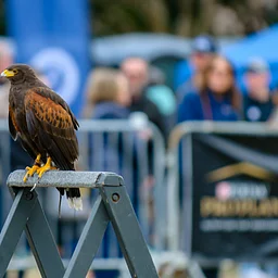 Birds of Prey Flight Demo