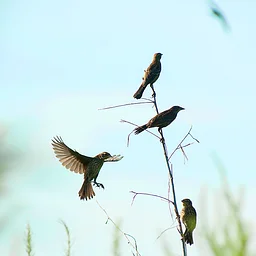 Tot Trot: Birds, FREE DAY!
