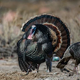 Silver Foxes: Turkey and Game Birds