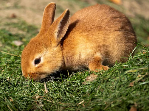 Meet our Animals: Long Haired Rabbits