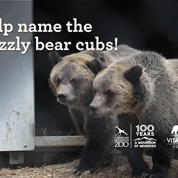 Help Name Our Grizzly Bear Cubs