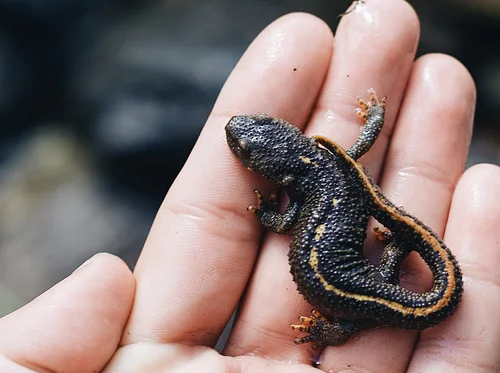 Saturday Kids’ Activity: Slimy Creatures