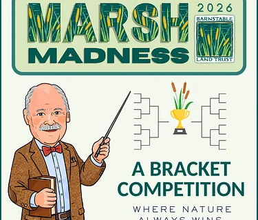 BLT’s Marsh Madness: Where Nature Always Wins!