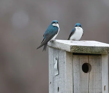 Destination Birding With a Scone: Great Neck Wildlife Sanctuary (Wareham)