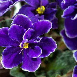 African Violets 101