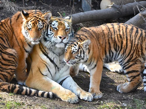 Tiger Talk