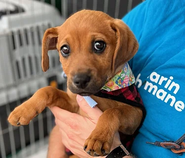 Mobile Adoption Event (Novato)