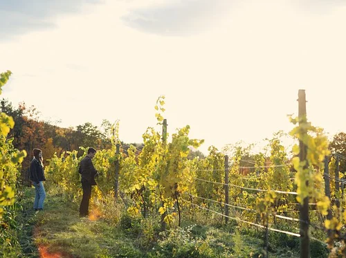 Rhine & Moselle: Wine River Cruise