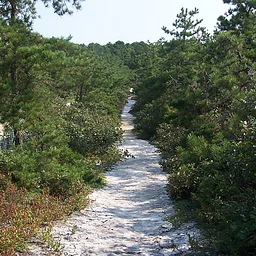 Guided Hike to the Dwarf Pines