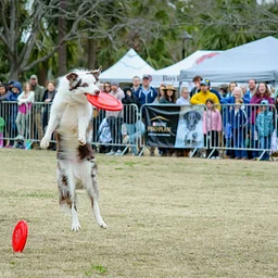 Flying Disc Dog Demo