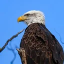 Eagles of Schoharie – Presentation by Bill Combs