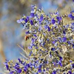 Desert Garden Tour