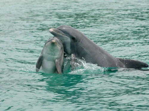 HISTORY ON TAP: DOLPHIN COMMUNICATION - PAST, PRESENT, AND FUTURE