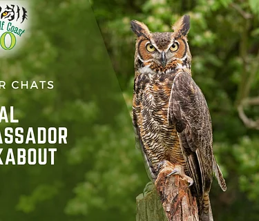 Animal Ambassador Walkabout