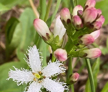 AK Wildflowers: 4-Day Field Botany Course