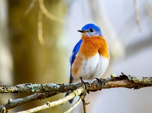 LOCATION UPDATED – Bird Walk will now be at Fuller Farm Preserve