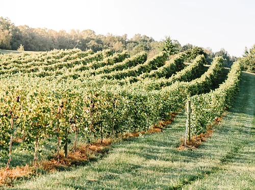 Barrel Oak Wine Run 5K