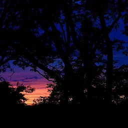 JBS After Dark: Night Sounds