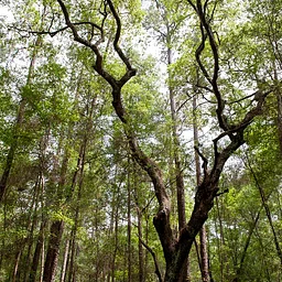Tot Trot: Trees