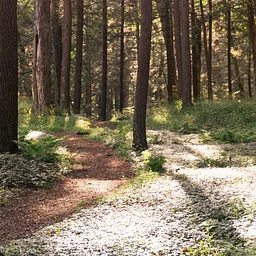 Among the Hemlocks: Beauty, Connection, and Restoration with Mary Hannah Parkman