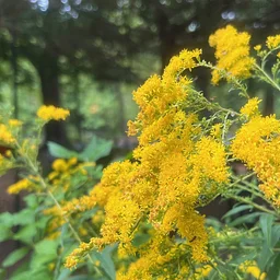 Native Planters