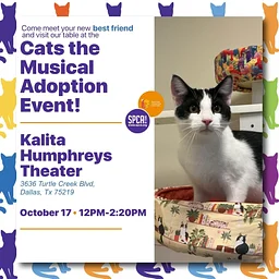 Mobile Adoptions at Cats the Musical