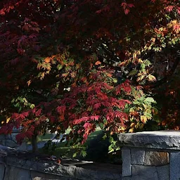 Book Club: The Serviceberry by Robin Wall Kimmerer