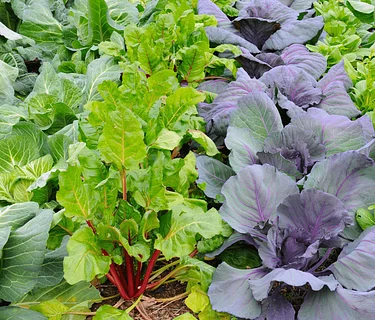 Organic Vegetable Gardening