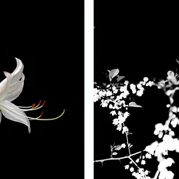 Opening Reception: The Art of Identification and Dreamscapes