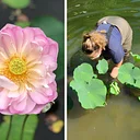 Lotus Talk Series: Cultivation