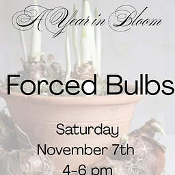 A Year in Bloom: Forced Bulbs