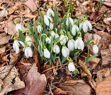 Saturday Wildflower Walk