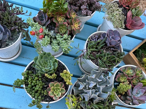 Succulent & Sip Workshop
