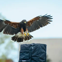 Birds of Prey Flight Demo