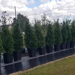 Christmas Tree Farm Opening Day