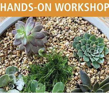 Succulent Dish Gardens