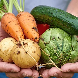 Post-Harvest Handling of Veggies: Washing, Curing, and Storing