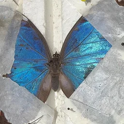 Butterfly Pinning 102: Common Morpho