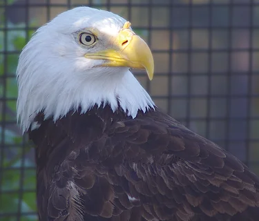 Eagle Presentation