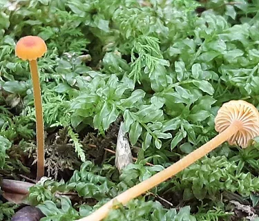 Marvelous Moss Hike