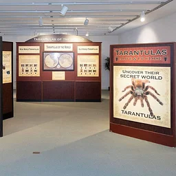 Drop In: Spider Stories