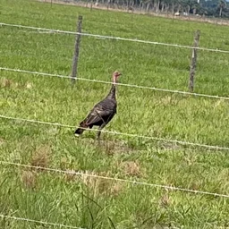 Gobbler Day Grand Shootout Registered Shoot