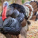 Celebrate the Season (11/17)