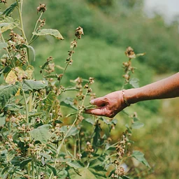 Intro to Herbal Medicines