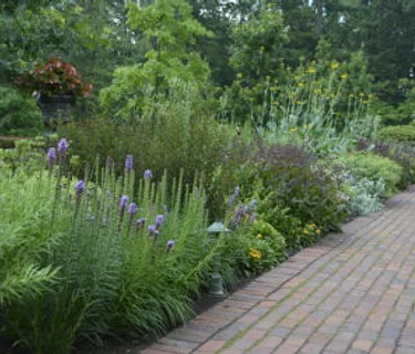 Designing Stunning Spaces with Native Plants: From Species to Space